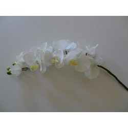 Location branche d'orchidée